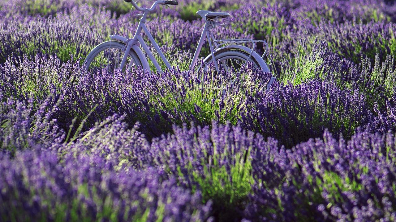 bicycle in field of lavendar
