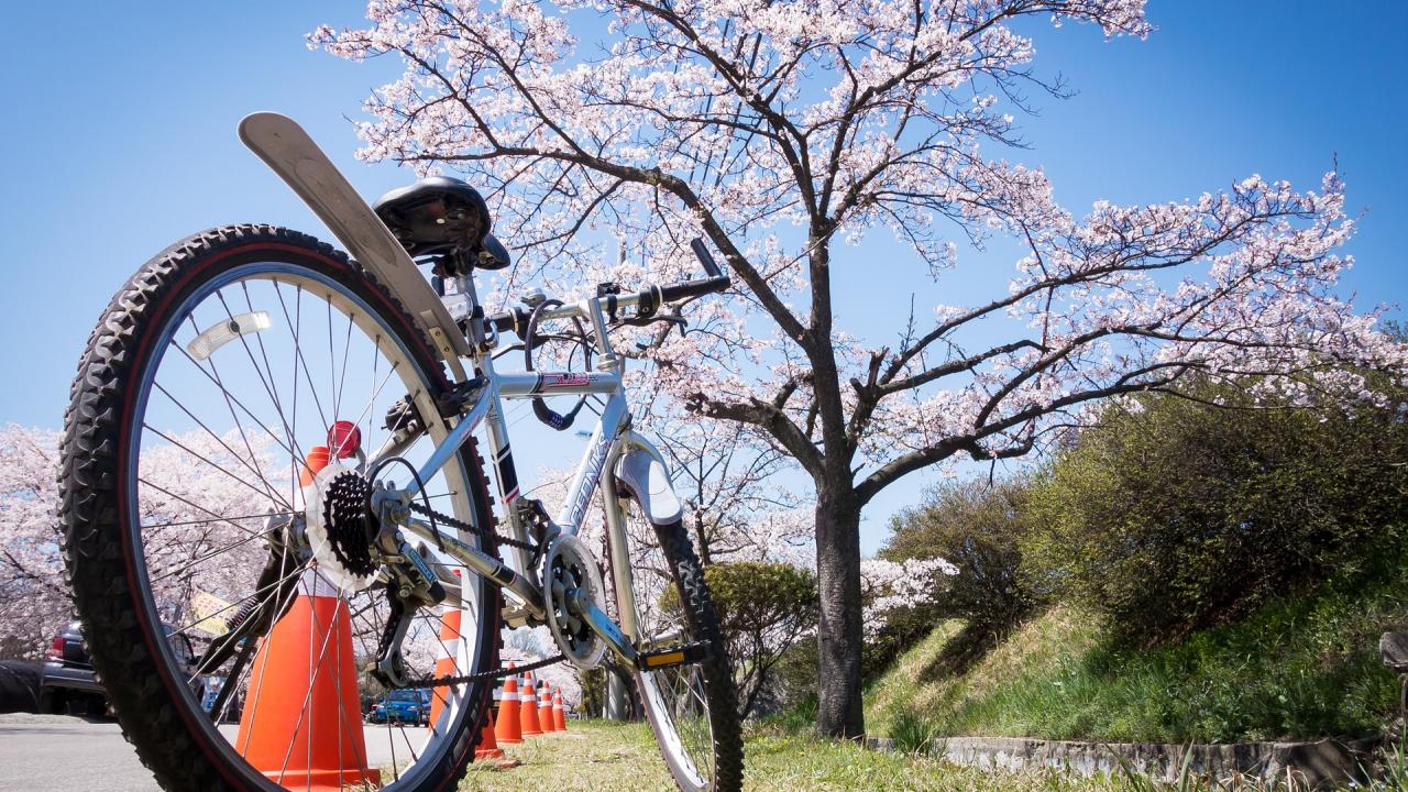 Bike and Blossom