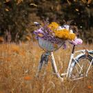 Fall bicycle