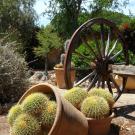 Wagon wheel in front of small cactus