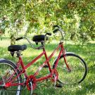 red tandem bicycle in apple orchard